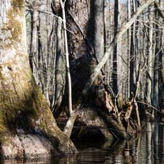 Dendron Swamp Natural Area Preserve