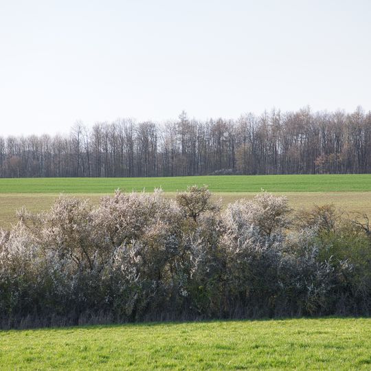 Hecke Saubrunnen / Trieb