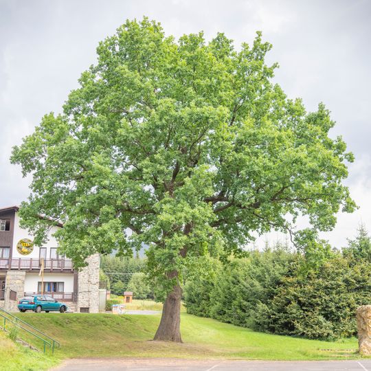 Dub ve Žďárském Potoce