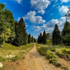 Sentiero dei Grandi Alberi