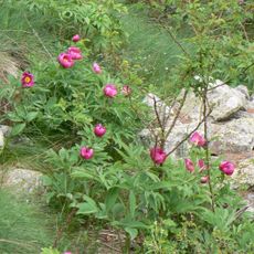 Stazione di Paeonia officinalis