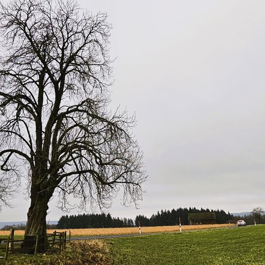 Käschtebam bei Branebuerg