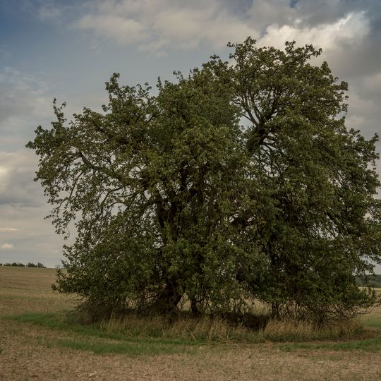 Hruška Na Čihadlech