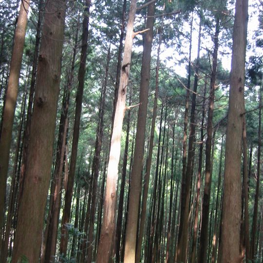 Foresta vergine di Nachi