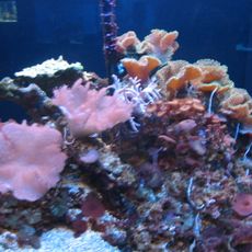 Mote Marine Laboratory