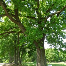 Sukilėlių ąžuolas