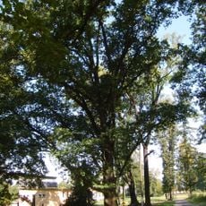Naturdenkmal Pyramideneiche Volkspark, 30 m südöstlich der Parkbühne in Lauchhammer