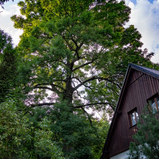 Jasan v zatáčce pod kostelem v Nové Vsi