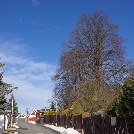 Lípy za zahradami