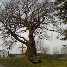 Naturdenkmal Buche Rauher Busch