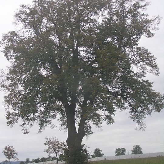 Památná lípa u Žamberka