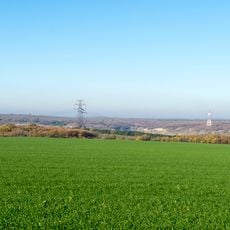 Forest area along the left bank of. Dnipro