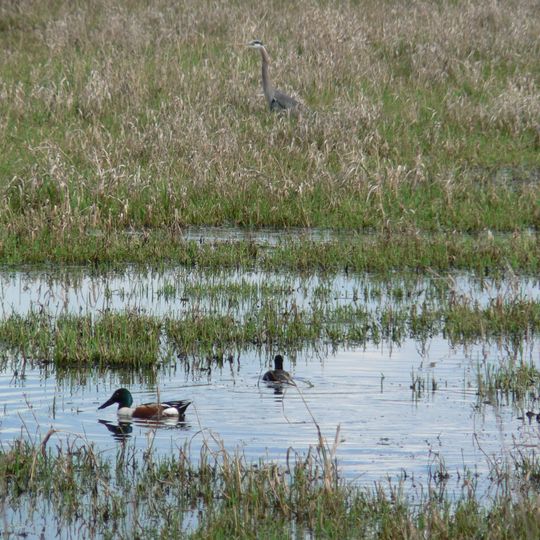 Refuge faunique national de Ridgefield