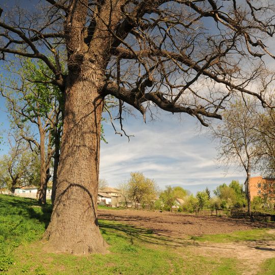 Дуби Правди