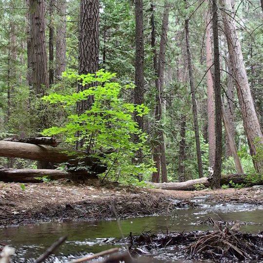 Upper Pines Campground