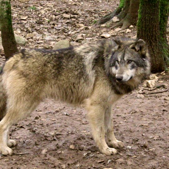 Parc animalier de Gramat