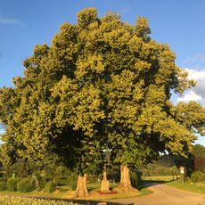 2 Linden mit Steinkreuz