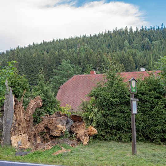 Lípa v zatáčce v Horní Morávce