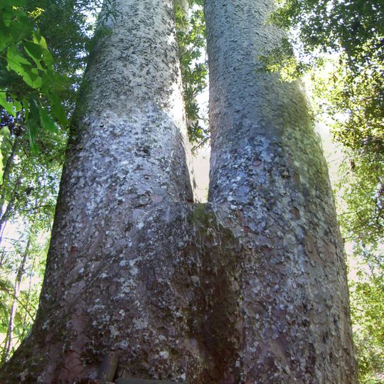 Siamese Kauri