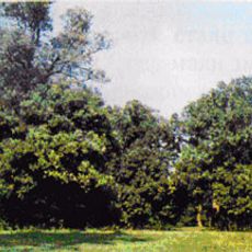 Vysotskyi Nature Reserve