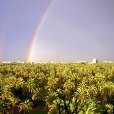 Palmlunden i Elche