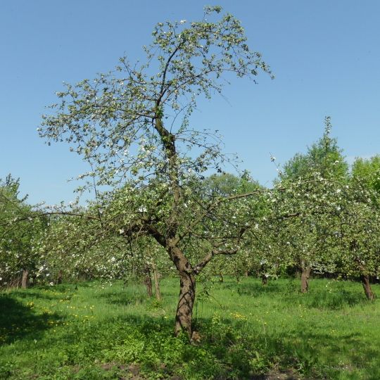 Manor park in Koszuty