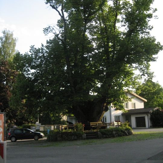 Dorflinde Alberschwende