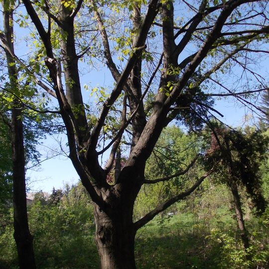 Liriodendron tulipifera, Skvyra