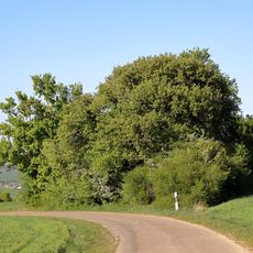 Gehölzgruppe Schafhof