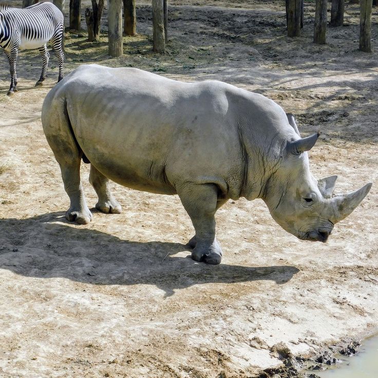 Enclosure of the white rhinoceroses