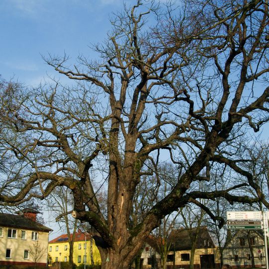 Naturdenkmal Kastanie an der Pferdebuchte, Lindenallee 59 in Vehlefanz