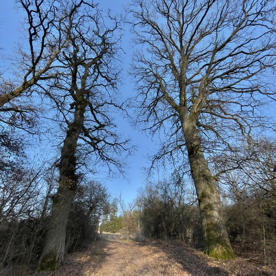 Alte Eichen von Schreufa