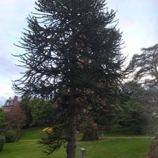 Albero