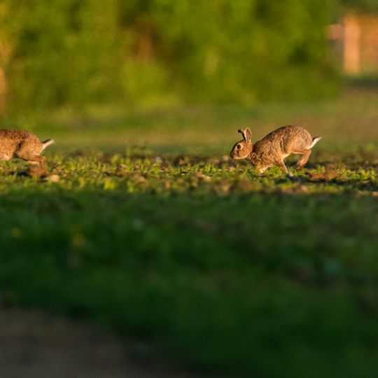 Umgebung Orrer Busch und Große Laache