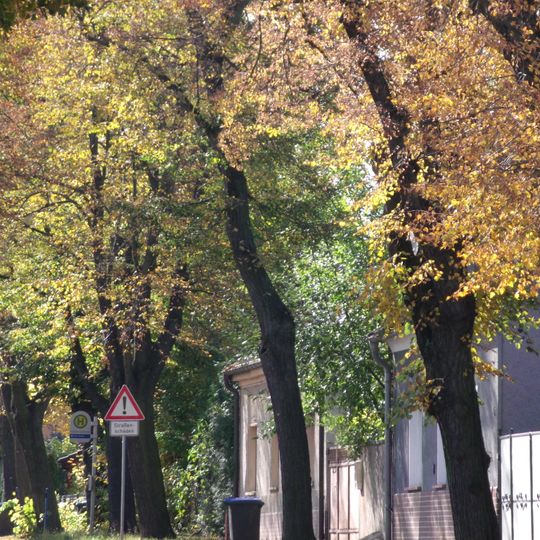 Naturdenkmal [[Linden