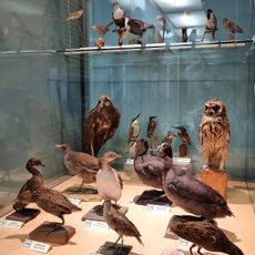 Museo di scienze naturali Luigi Paolucci