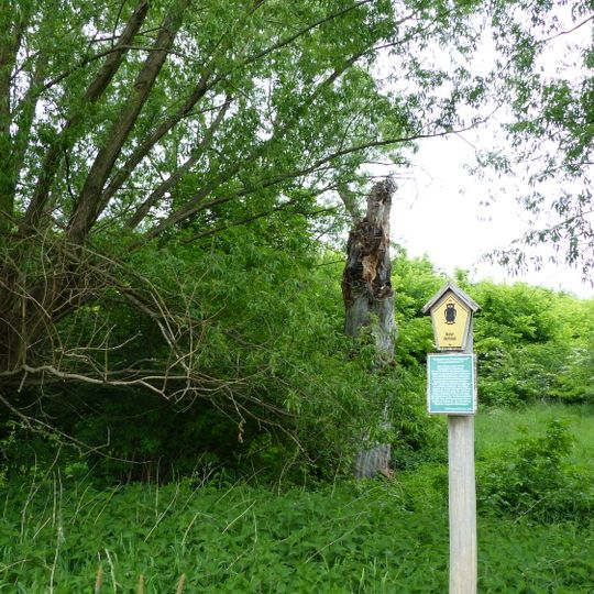 Berg-Ahorn am Wachwitzgrund