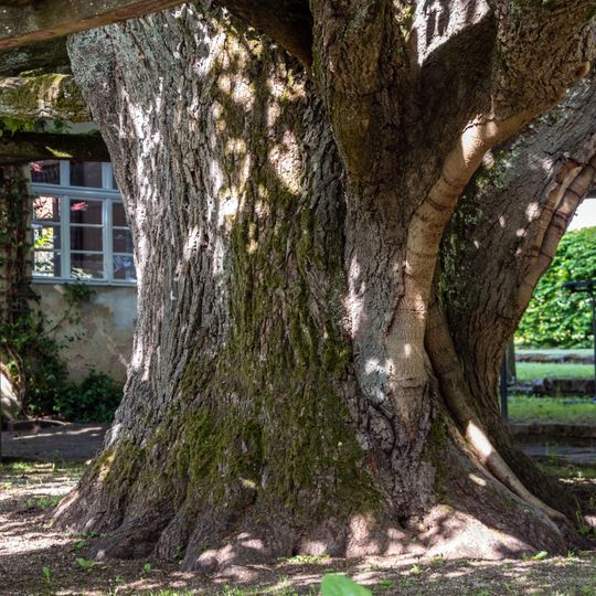 Schirmlinde in Kersbach