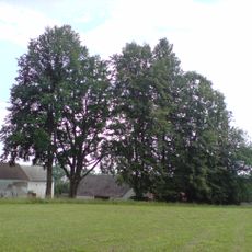 Buk, jilm a lípy za humny v Ratiboři