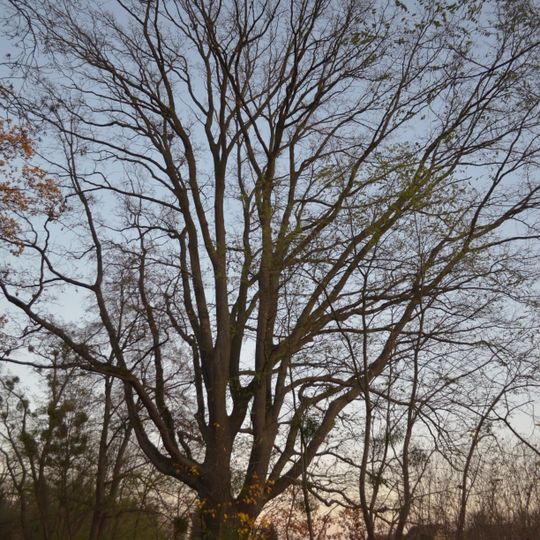 Natural monument English oak on the south side of the cemetery on Zorndorfer Straße