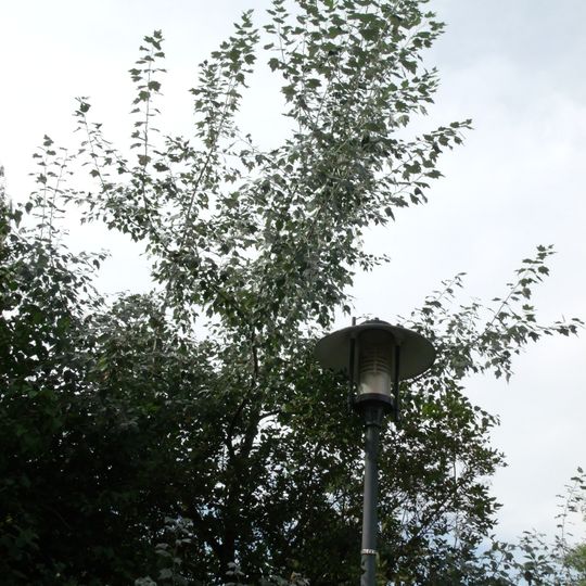 Naturdenkmal Pappel-Graupappel Franz‑Mehring‑Straße/Ecke An der Wachsbleiche, Anfang Goethepark in Mitte