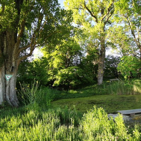 Dorfteich mit Baumbestand