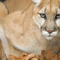 Squam Lakes Natural Science Center