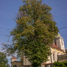 Lípa v Horních Krutech