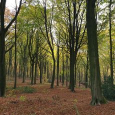 Kluisbos
