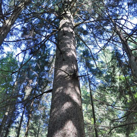 Tanne bei St. Johann am Walde