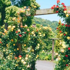 Akao Herb & Rose Garden