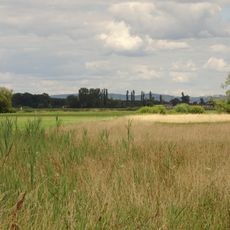 Die kleine Qualle von Hergershausen