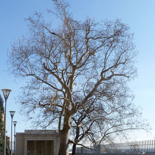 Platan javorolistý na Petrově