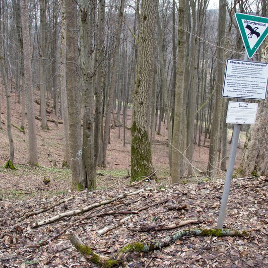 Märzenbecherwald von Algersdorf